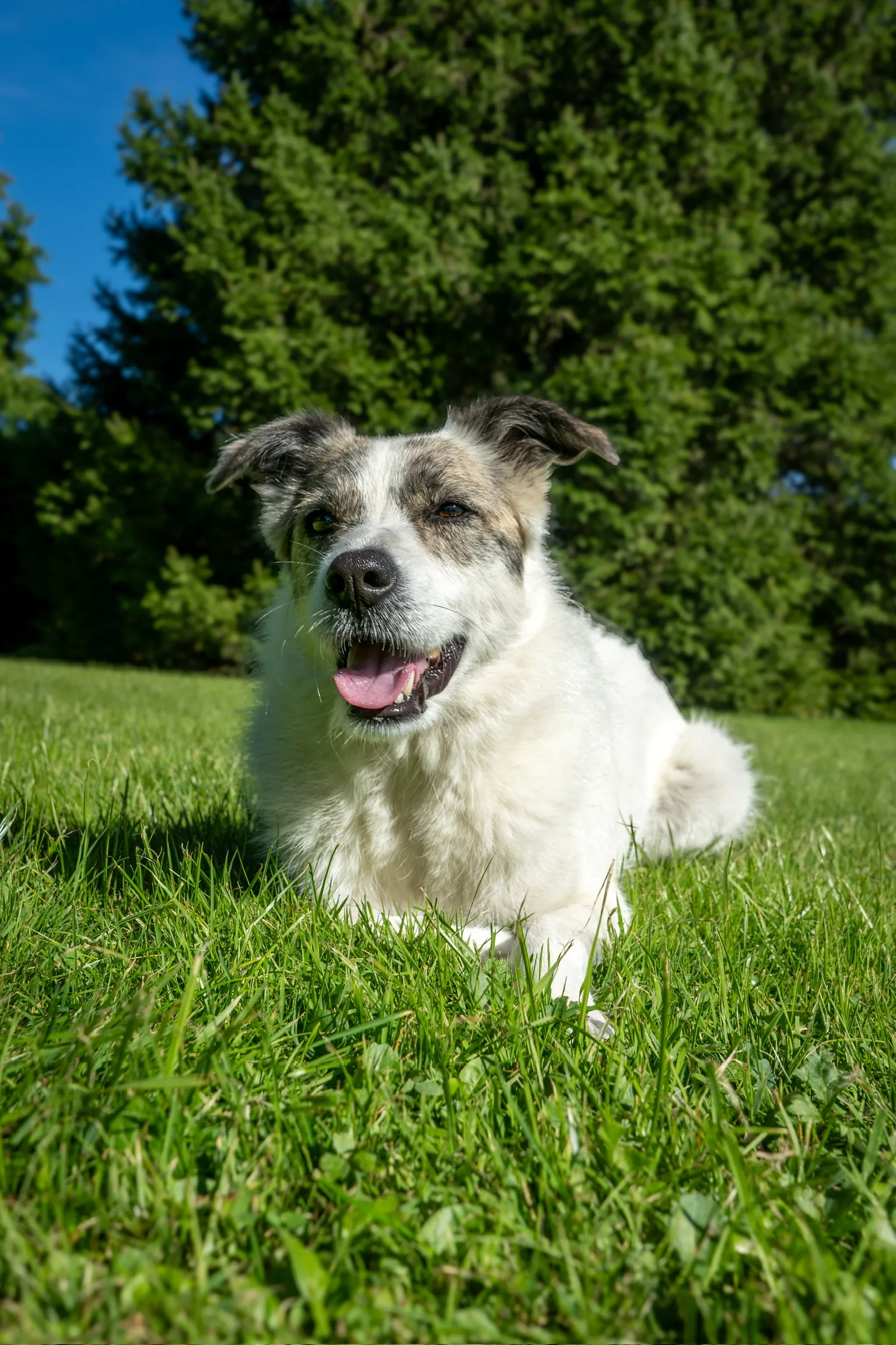 Der Michschlings-Hund JayJay liegt an einem sonnigen Tag im Garten. Sein Maul ist geöffnet und er sieht glücklich und zufrieden aus.